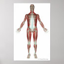 Search for layout posters Illustration