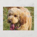 Search for golden doodle puppies cards Cute