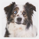Search for australian shepherd dog stickers Cute