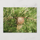 Search for emerging postcards Nature