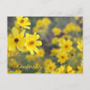 Search for mountainside Wildflowers