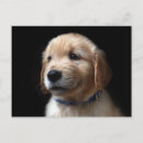 Search for cute baby animals postcards Golden retriever