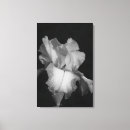 Search for white iris art Botanical