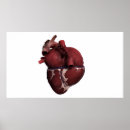 Search for human heart posters Organ