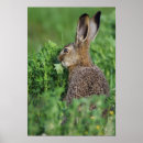 Search for brown hare posters Rabbit