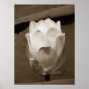 Search for lillies art Lotus flower
