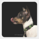 Search for dog business stickers Photography