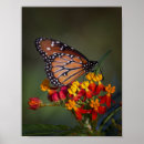 Search for milkweed butterfly posters Nature