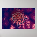 Search for human egg posters Illustration