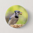 Search for jays badges Blue jay