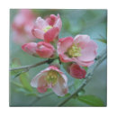 Search for apple tiles Nature