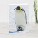 Search for fun penguins cards Bird