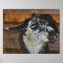 Search for llamas posters For her