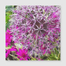 Search for allium cards Botanical