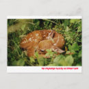 Search for whitetail deer postcards Fawn