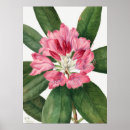 Search for rhododendrons art Vintage