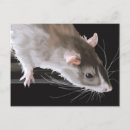 Search for rat postcards Sweet