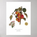 Search for malus Domestica