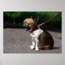Search for funny chihuahua posters Sweet
