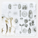 Search for zoology stickers Lithograph