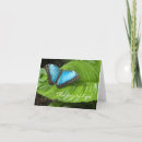 Search for morpho photography Insect