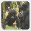 Search for mountain gorilla stickers Species