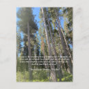 Search for forest of trees cards Woods