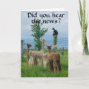 Search for emu birthday cards Llama