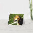 Search for beagles cards Animal lovers