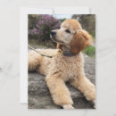 Search for poodle cards Dog