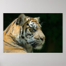 Search for sumatran posters Animal