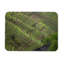 Search for terrace magnets Asia