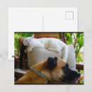 Search for cats sleeping postcards Dog