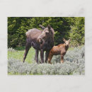 Search for bighorn postcards Mammal