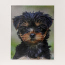 Search for yorkie puzzles Puppies
