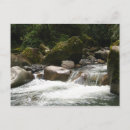Search for cloud forest postcards Jungle