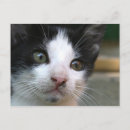 Search for black cat horizontal postcards Pets
