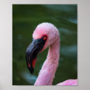 Search for flamingo photography Pink