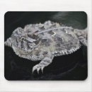Search for horned lizard Horny