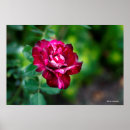 Search for purple tiger posters Flowers