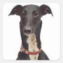 Search for greyhound stickers Puppies