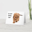 Search for funny dachshund birthday cards Cake