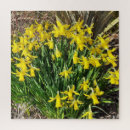 Search for daffodil puzzles Colourful
