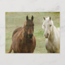 Search for equine postcards Bay