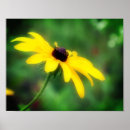 Search for single yellow posters Daisy