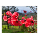 Search for quince art Flower