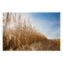 Search for corn field posters Sky