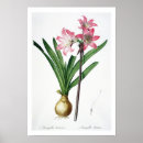 Search for belladonna posters Botanical