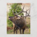 Search for bugle postcards Colorado