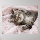 Search for towels posters Baby animals